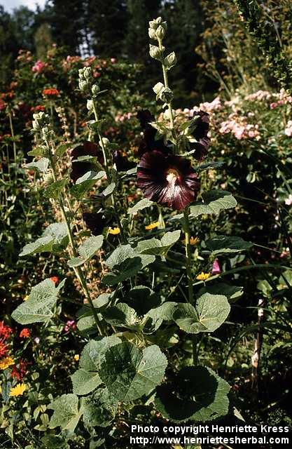 Photo: Alcea rosea 1.