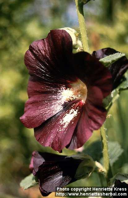 Photo: Alcea rosea 2.