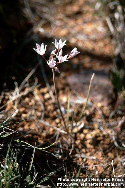 Photo: Allium 3.