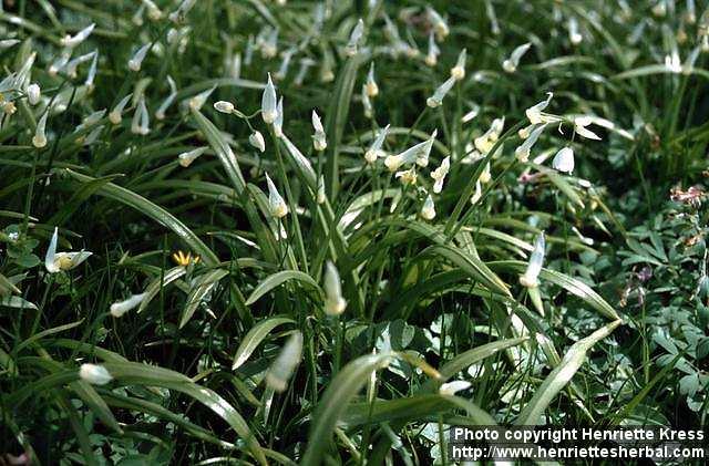 Photo: Allium paradoxum 1.