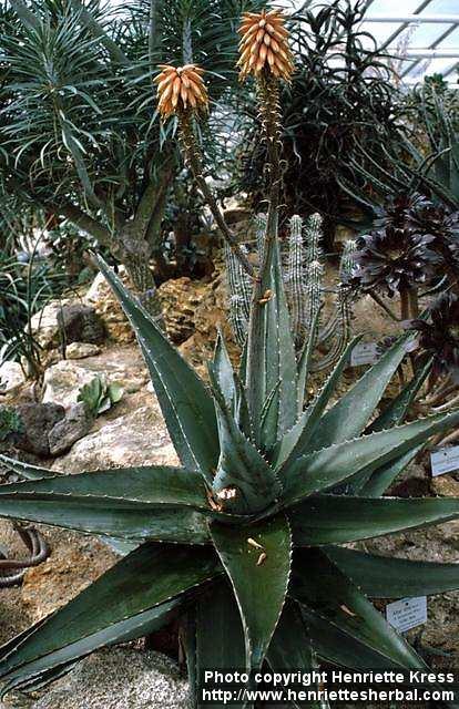 Photo: Aloe vera.