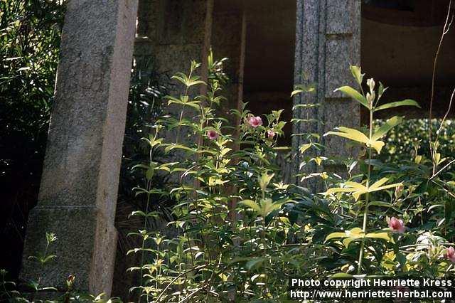 Photo: Allamanda blanchetii.