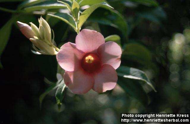 Photo: Allamanda blanchetii 1.