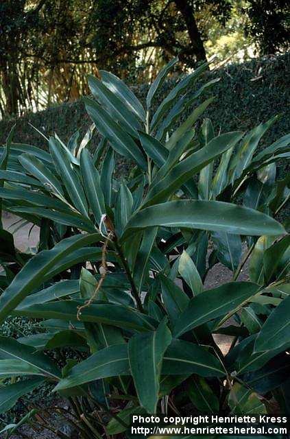 Photo: Alpinia zerumbet 1.