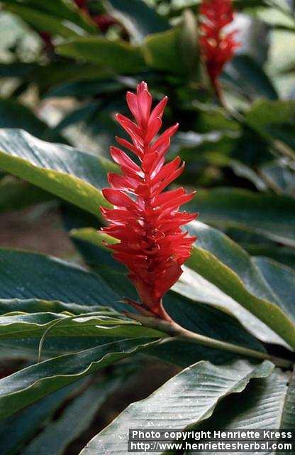 Photo: Alpinia purpurata 3.