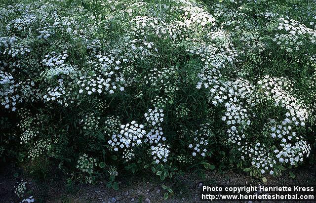 Photo: Ammi majus.