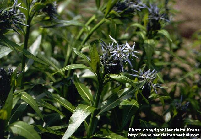 Photo: Amsonia tabernaemontana 1.