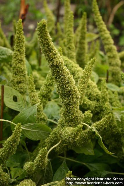 Photo: Amaranthus caudatus 1.