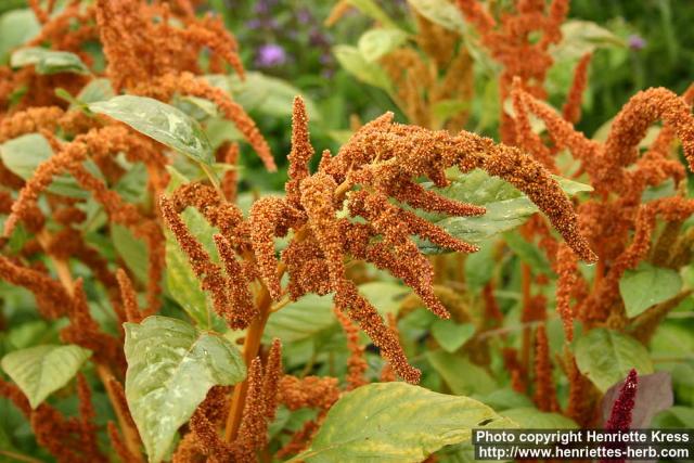 Photo: Amaranthus cruentus 1.