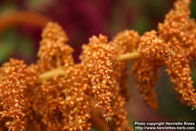 Photo: Amaranthus cruentus 2.