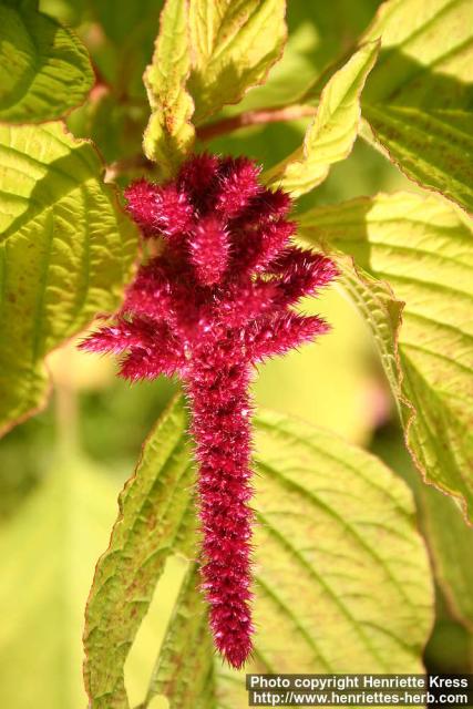 Photo: Amaranthus caudatus 7.