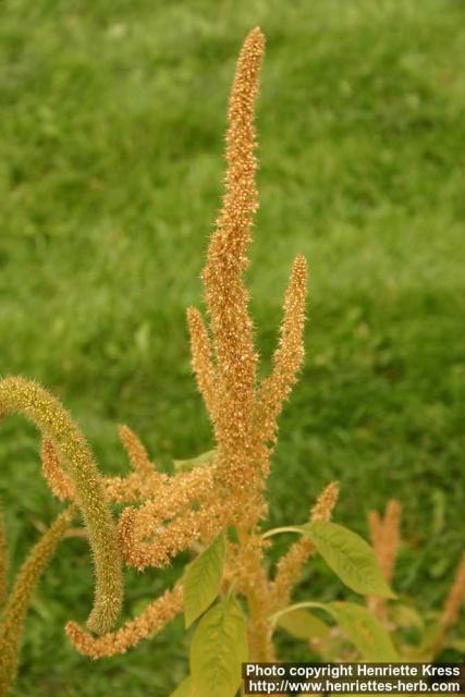 Photo: Amaranthus caudatus 8.