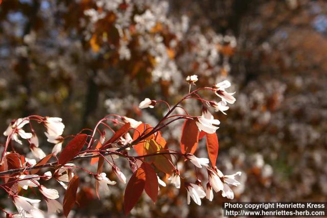 Photo: Amelanchier laevis 1.