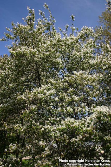 Photo: Amelanchier lamarckii.