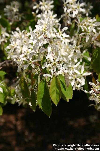 Photo: Amelanchier lamarckii 2.