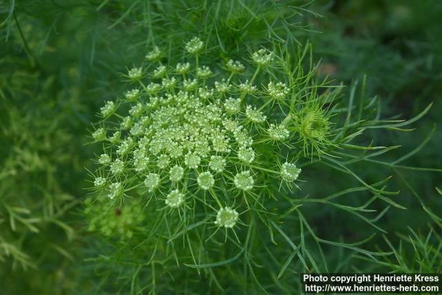 Photo: Ammi visnaga 2.