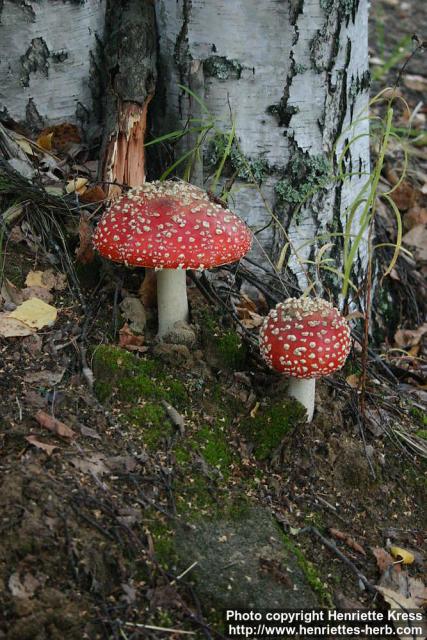 Photo: Amanita muscaria 5.