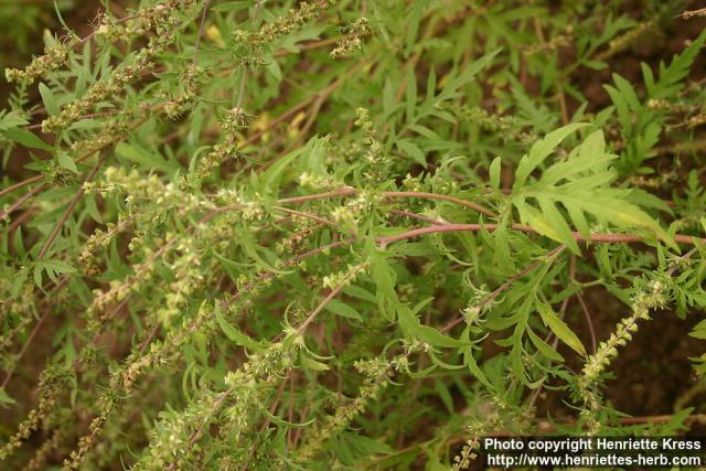 Photo: Ambrosia trifida.