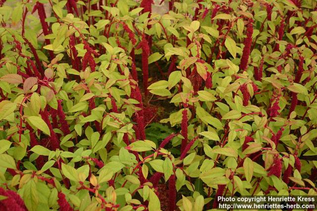 Photo: Amaranthus caudatus 9.