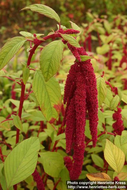 Photo: Amaranthus caudatus 10.