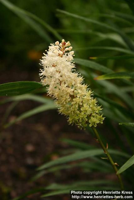 Photo: Amianthium muscitoxicum.