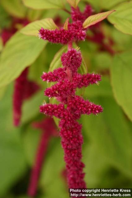 Photo: Amaranthus caudatus 14.