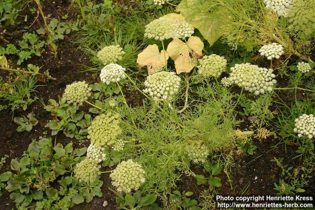 Photo: Ammi visnaga 4.