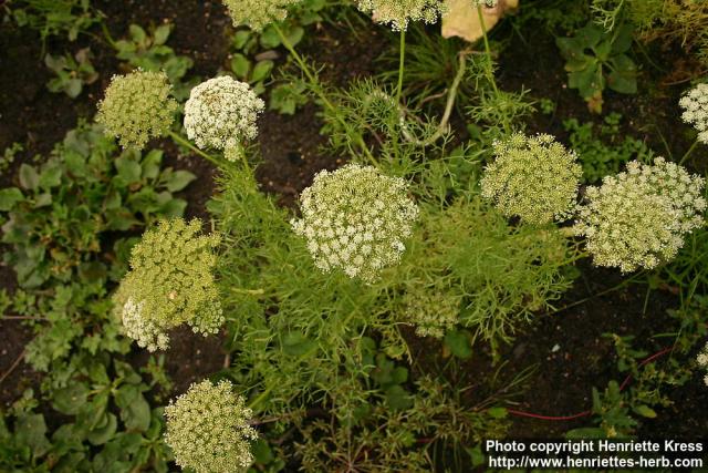 Photo: Ammi visnaga 6.