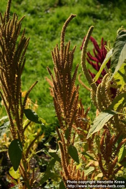 Photo: Amaranthus hypochondriacus.