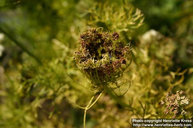 Photo: Ammi visnaga 11.