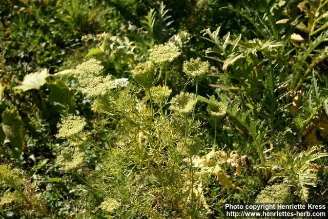 Photo: Ammi visnaga 12.