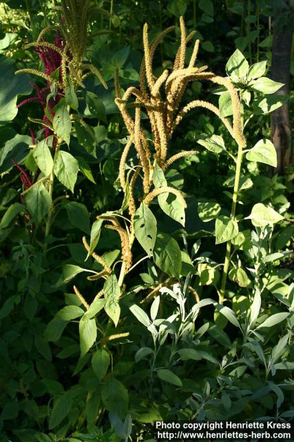 Photo: Amaranthus hypochondriacus 2.