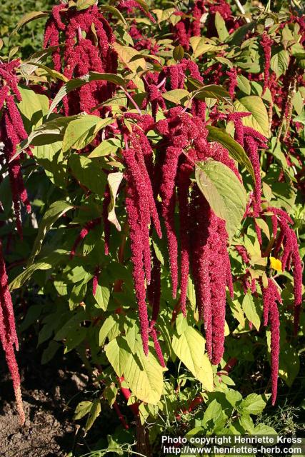 Photo: Amaranthus caudatus 17.