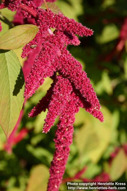 Photo: Amaranthus caudatus 18.