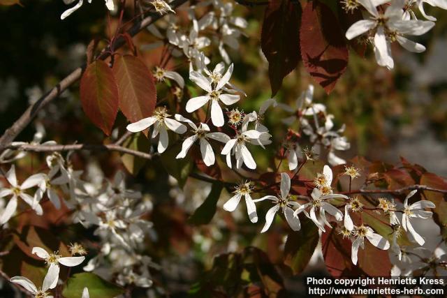 Photo: Amelanchier laevis 3.