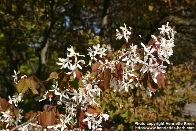 Photo: Amelanchier laevis 4.