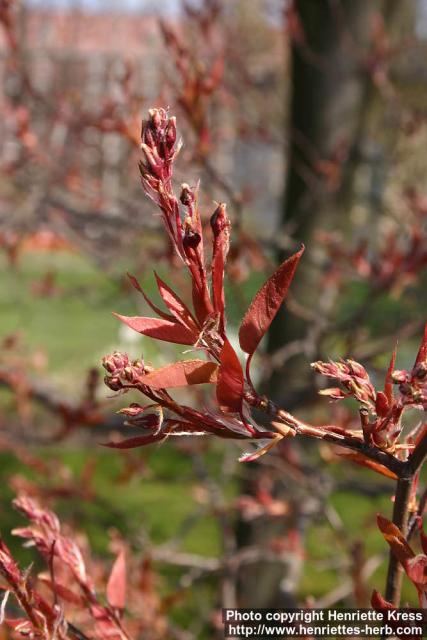 Photo: Amelanchier laevis 7.