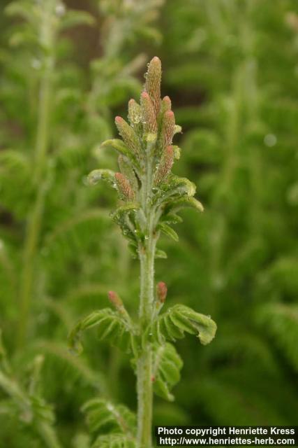 Photo: Amorpha canescens 4.