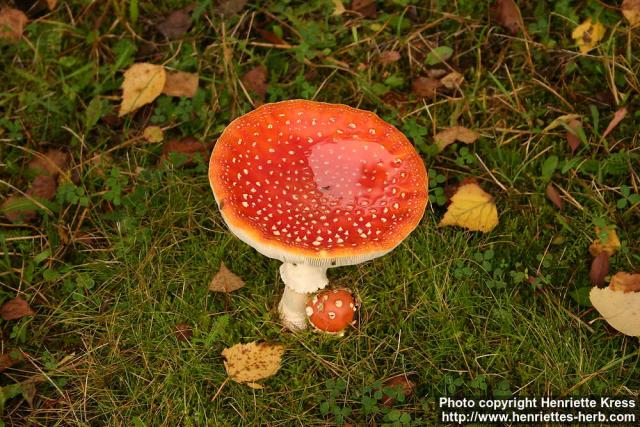 Photo: Amanita muscaria 6.