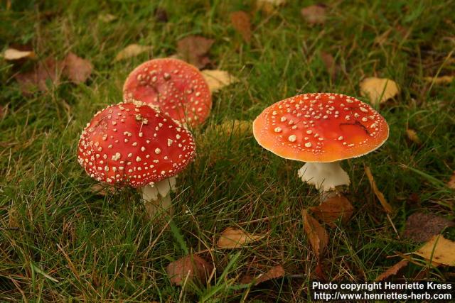 Photo: Amanita muscaria 7.