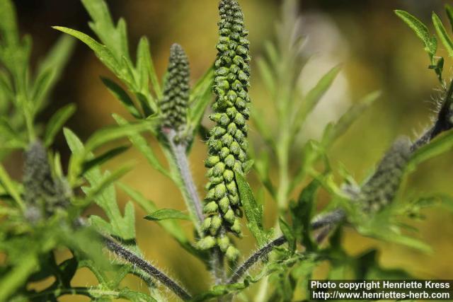 Photo: Ambrosia artemisiifolia 2.