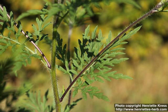 Photo: Ambrosia artemisiifolia 3.