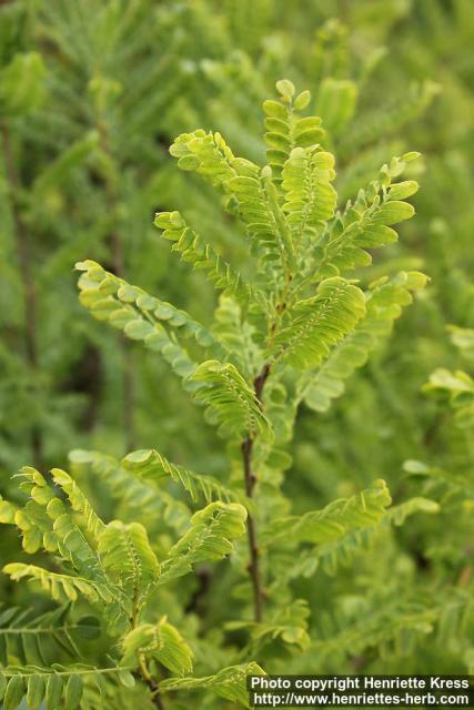 Photo: Amorpha nana 0.