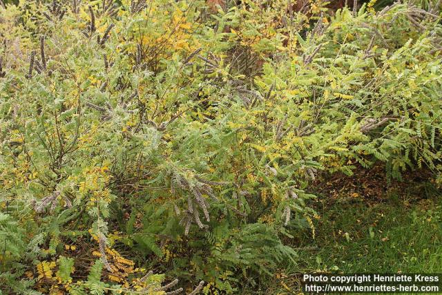 Photo: Amorpha canescens 5.