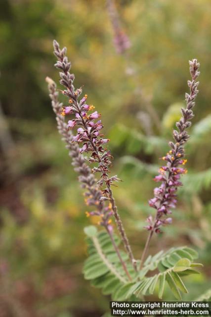 Photo: Amorpha canescens 8.