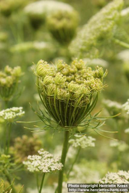 Photo: Ammi visnaga 15.