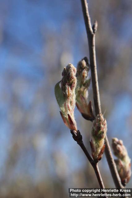 Photo: Amelanchier 0.