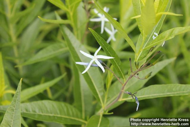 Photo: Amsonia tabernaemontana 3.