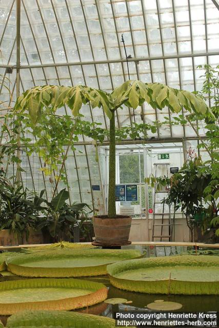 Photo: Amorphophallus titanum 3.