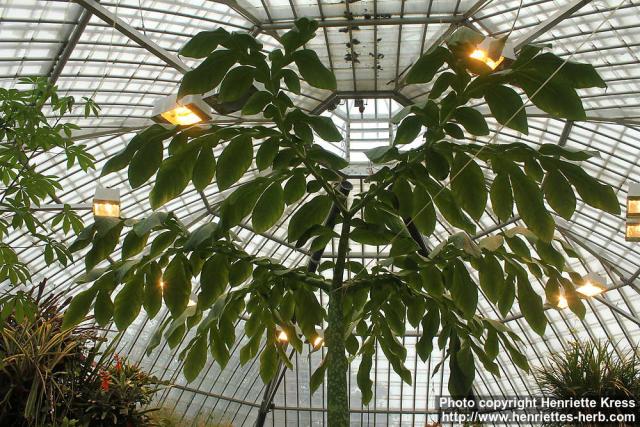 Photo: Amorphophallus titanum 4.